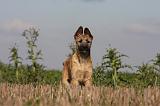 BOUVIER DES ARDENNES 186